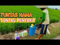Download Lagu HAMA PADI KABUR | Ulat Padi Pasti Mati Pakai Ramuan ini - Mengatasi Jamur - Menyuburkan Padi