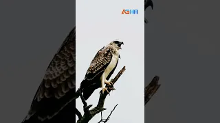 الصوت الذي ارعب طيور 