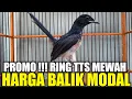 Download Lagu PROMO ! MURAI TROTOL JAHAT RING TTS MERAH DIJUAL HARGA MODAL PADAHAL MEWAH PALING DICARI
