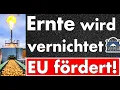 Download Lagu EU-Prämien für Kartoffel-Müll: 48 Mio €, während Bauern Ernte in Biogas kippen! Absurdistan enthüllt