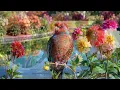 Dahlia Waterside Garden 🌼 3 Hours Relaxing Piano, Water Sounds & Birdsong for Sleep, Study & Calm