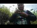 Download Lagu Pemikat Gingster Burung Serindit Kita Tukar Buluh Tetap Tapau 9 Ekor Serindit Liar Gaiss D Port Baru