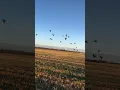 Download Lagu the day of mallard amazing shooting | mallard duck 🦆| #duckhunting