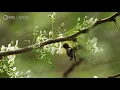 Meet The Smallest Bird On Earth