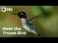 Download Lagu Meet The Smallest Bird On Earth