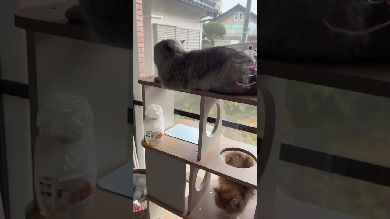 動画