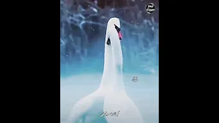 انت ياجنة حبي واشتياقي وجنوني    اجمل مقطع لام كلثوم    دندنها