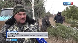В Омских лесничествах началась заготовка новогодних ёлок