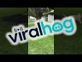 Tupai Memiliki Strategi Bertahan Hidup yang Liar || ViralHog