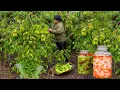 Download Lagu 酸甜咸辣的巧妙融合，味味俱到，能瞬间找回失落的胃口