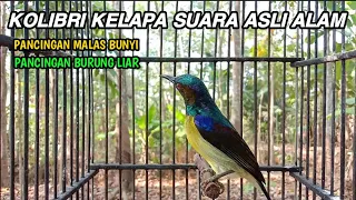 Download kolibri kelapa | manggar | pancingan burung malas bunyi | burung liar dengan suara asli alam liar MP3