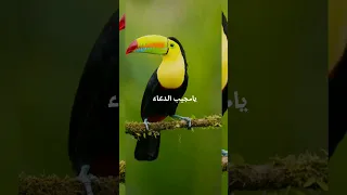 انشودة يامجيب الدعاء رائعة جدا 