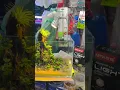 Combo nhất trụ lệch cho bể 30cm của Bách Khoa aqua để khách yêu tham khảo ❤️❤️❤️