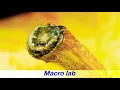 Everyday Objects In Macro
