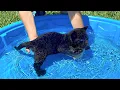 Lagu TEACHING BABY BLACK PANTHER HOW TO SWIM !