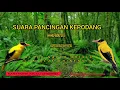 Download Lagu PANCINGAN PIKAT SUARA KEPODANG 100%AMPUHHH NGGA PAKAI LAMA BURUNG AUTO LENGKET