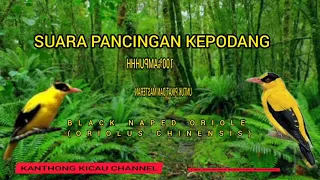 Download PANCINGAN PIKAT SUARA KEPODANG 100%AMPUHHH NGGA PAKAI LAMA BURUNG AUTO LENGKET MP3