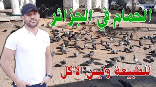الحمام في الجزائر ومصر ناس تتفرج عليه وناس تاكله 