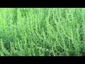 Savory Herb Benefits Uses and Facts Plants-World