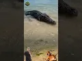 Download Lagu SEEKOR BUAYA MUNDUR LIHAT SEEKOR ANJING MENGGONGGONG #animals #shorts