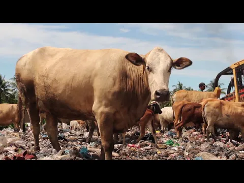 Trailer | Diary Of Cattle | Lidia Afrilita & David Darmadi