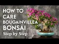 How to care bougainvillea bonsai step by step bougainvillea bonsai for beginners
