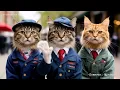Download Lagu de katten zwaaien short