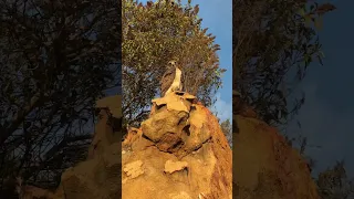 Can you identify this bird of prey? I think it’s a juvenile red tailed hawk. Thoughts? #birds