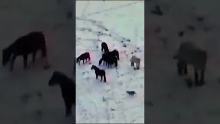 Волки съели лошадь