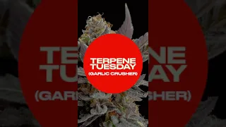 Terpene Tyesday - Garlic Crusher