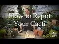 Download Lagu How to Repot Your Cacti