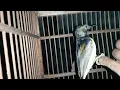 Download Lagu burung prigantil jinak.@handihermawan3835