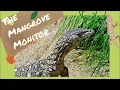 The Mangrove Monitor - Everything you need to know