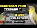 Lagu masteran pleci terbaru untuk semua jenis pleci|masteran pleci bahan ombyokan agar cepat ngisi materi