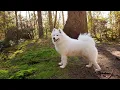 Everything You Need to Know About Samoyeds and Siberian Huskies