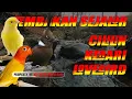 Download Lagu Masteran Wajib Tembakan Sejalur Cililin Kenari Lovebird #masteranmuraibatu #masteranmuraitrotol