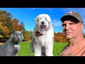 Lagu A Gorgeous Fall Day on the Farm with my Cats \u0026 my Dog