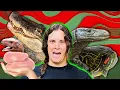 I Fed Every Reptile at the Zoo and It Was Wild
