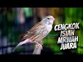 Download Lagu KALITAN CENGKOK ISIAN PREMIUM - Masteran Kenari Isian Blackthroat CENGKOK MUEWAH JAWARA