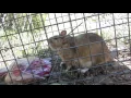 Packrat Hamilton Sniffing New Home being weird