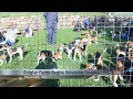 Beagles from Ridglan Farms begin transfer to shelters nationwide