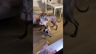                                                            دندنها