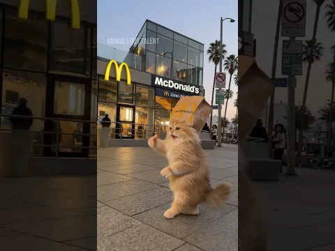 Cute Kitten Nails Jamie Foxx Gang Gang Dance Better Than Everyone 😭🐾🍟
