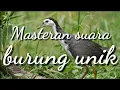 Burung ruak ruak mp3 | masteran suara burung | suara pikat burung