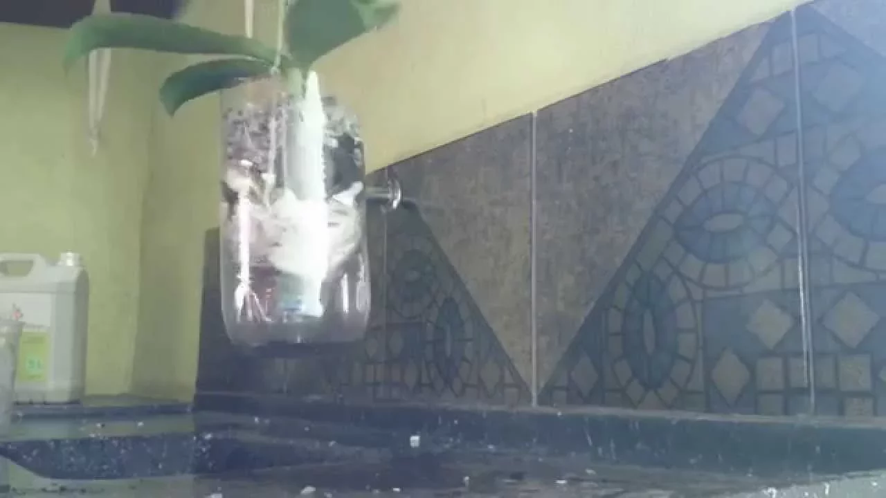 VASO PET COM RESERVATÓRIO PARA ORQUÍDEAS PASSO A PASSO