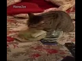 Here comes the money meme cat