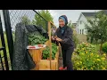 Download Lagu Metik Buah Strawberry 🍓 \u0026 Raspberry Tanaman di Kotak Kayu.