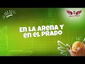 Mango Ice Cream | Alma (Lyric Video)