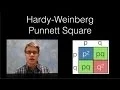 Hardy-Weinberg Punnett Square