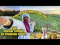 Download Lagu KALIMANTAN SELATAN DI TEMPAT KU TINGGAL ‼️